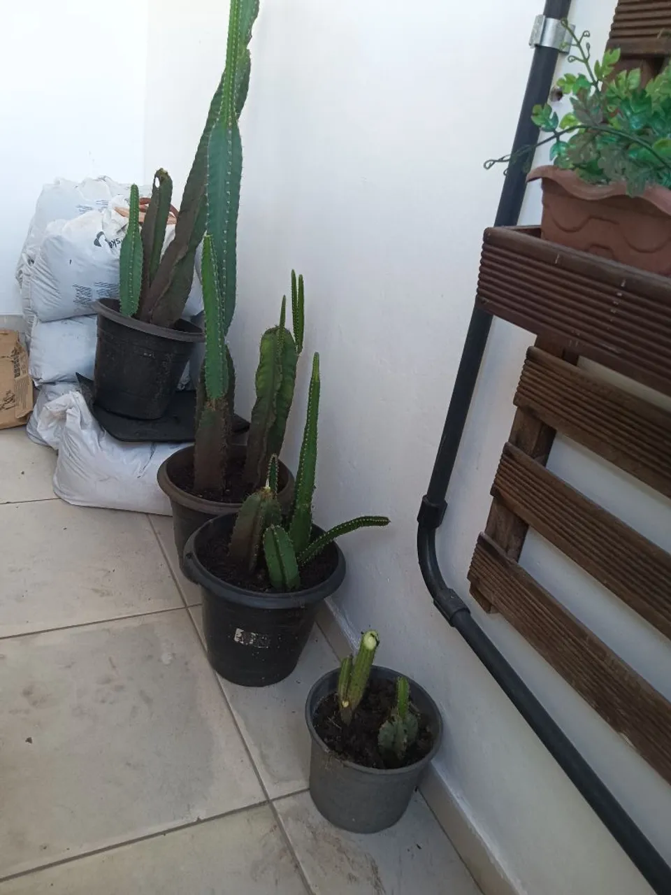 Cactos em vasos