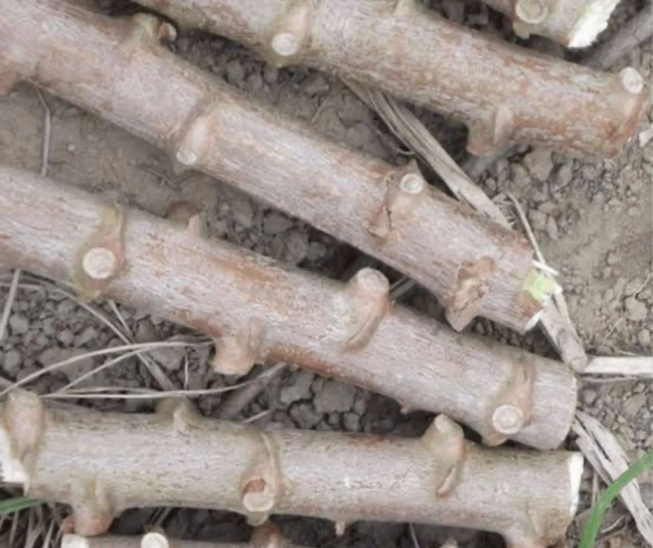 Mudas de mandioca para plantio R$ 0,25 cada gema