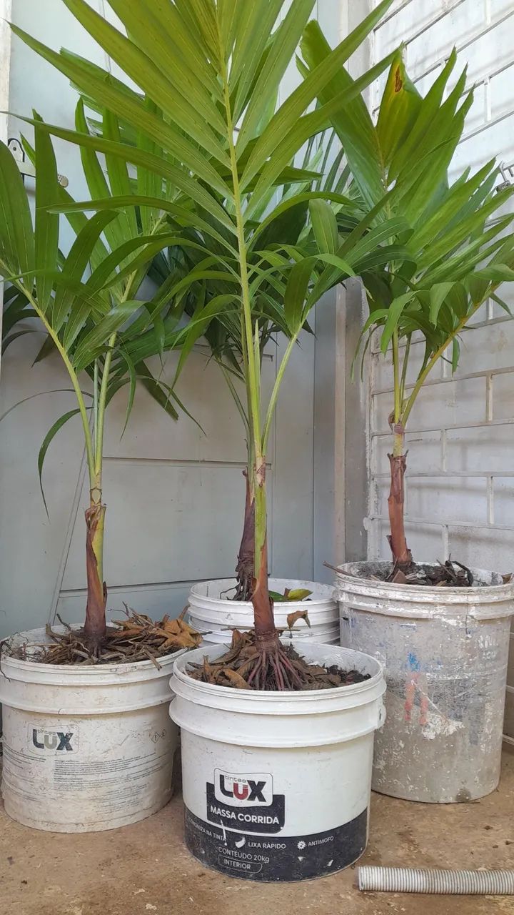 Palmeiras Veitchia  - Foto 3