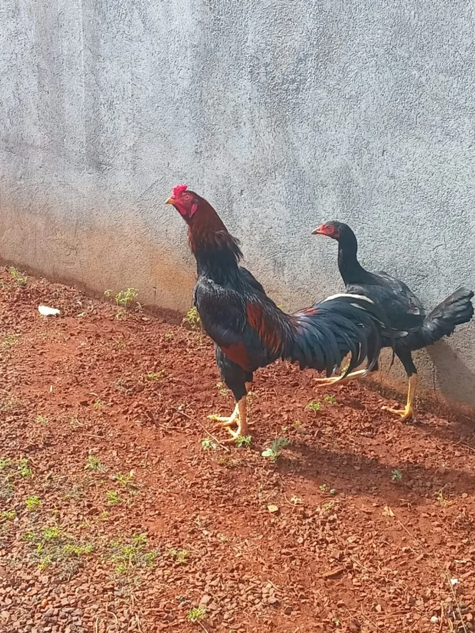 Galos e galinhas para venda