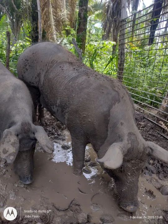 Para vender logo ...Reprodutor um casal..... - Foto 2