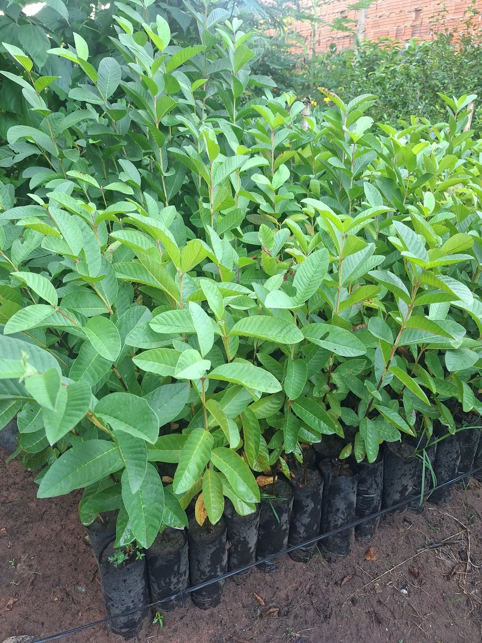 Goiaba paluma