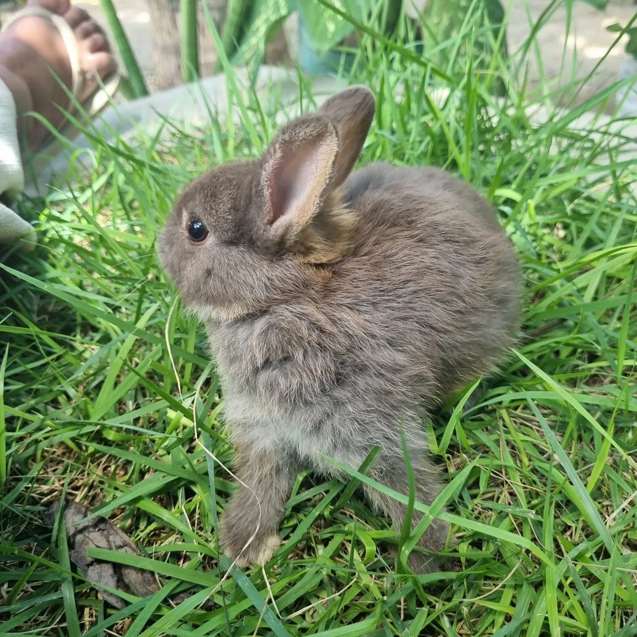 Mini Coelho Netherland Dwarf<br>Raça - Foto 6