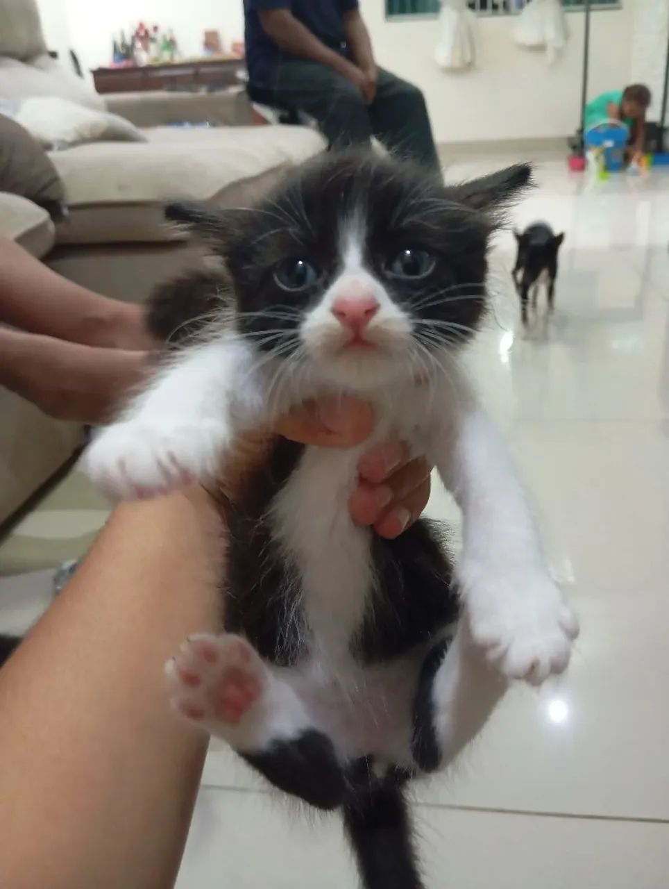 Filhote de gatinhos para doação  - Foto 2
