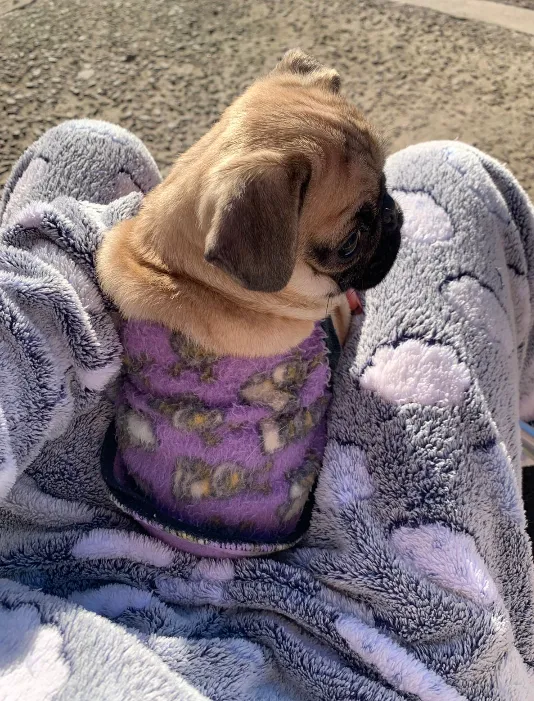 Pug fêmea 3 meses