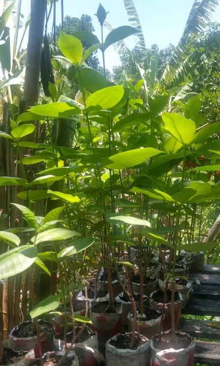 Mudas de Alamanda lilás (Bairro Santa Isabel, São Gonçalo, RJ - não fazemos entregas)
