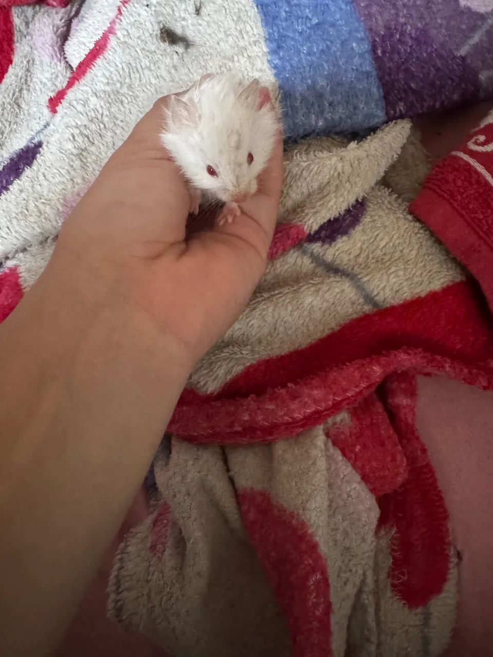 Hamster 63824580167041123