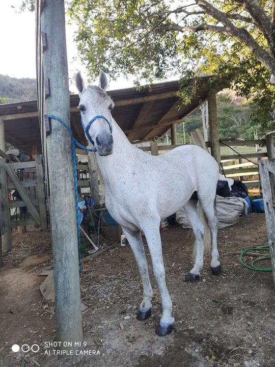 Cavalo Mangalarga Marchador - Foto 2