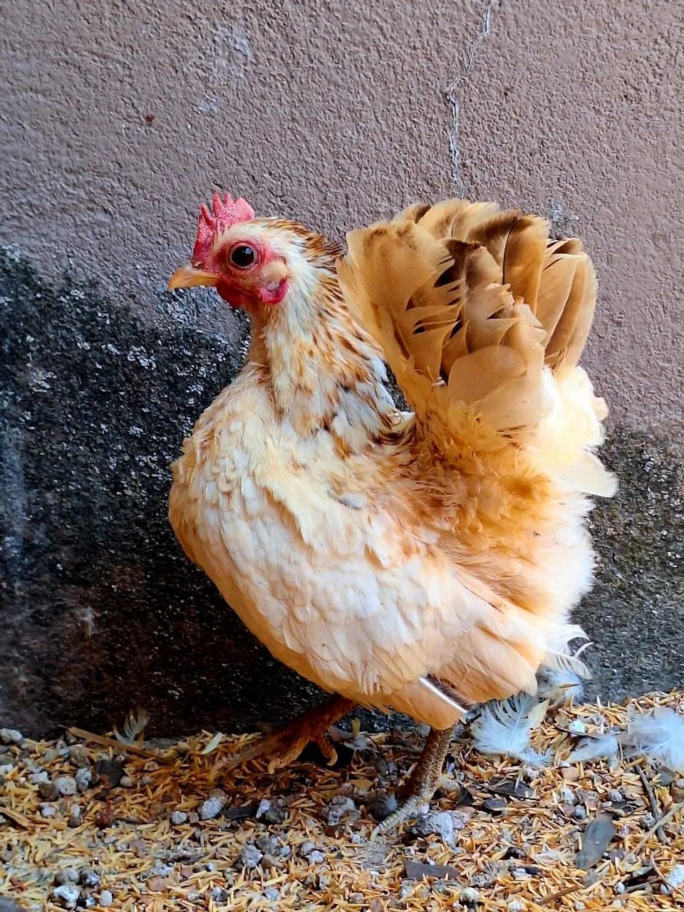 Plantel completo: um galo e seis galinhas da raça serama - Foto 5