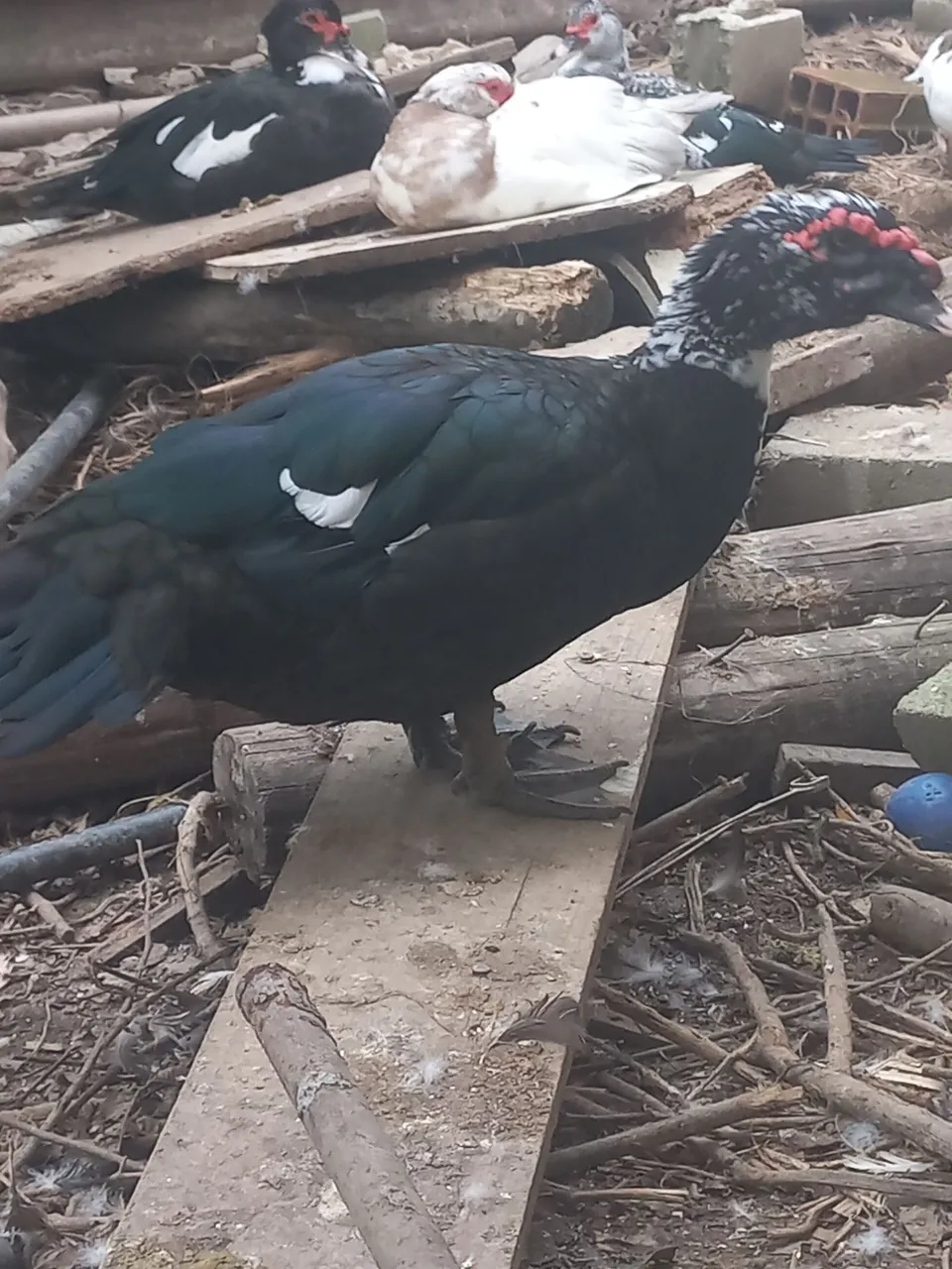 Patos
