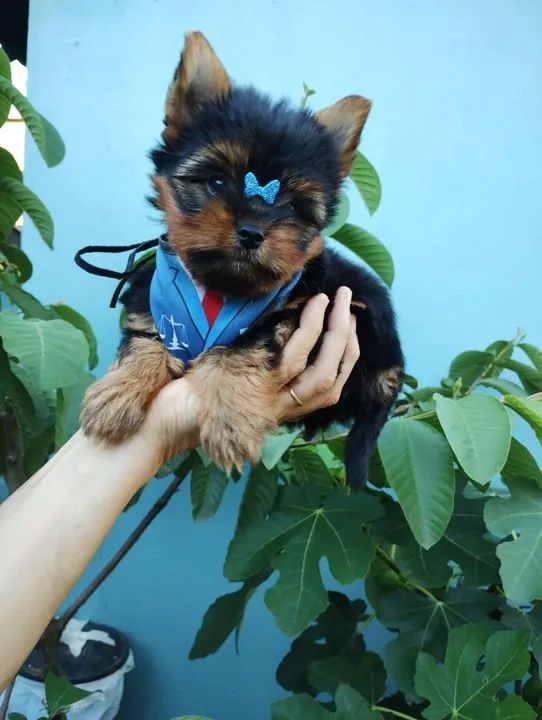 Yorkshire Terrier encomende já ninhada com pedigree 
