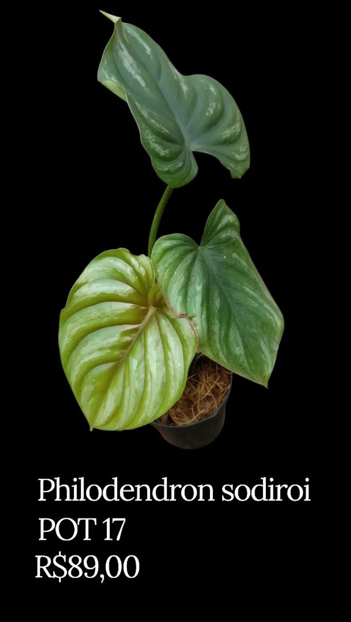 Philodendron sodiroi