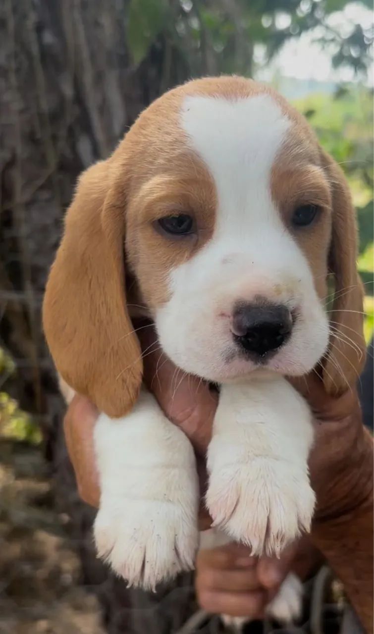 Beagles fofoos  - Foto 2