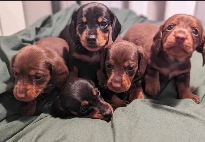 Lindos filhotes teckel miniatura Basset miniatura 