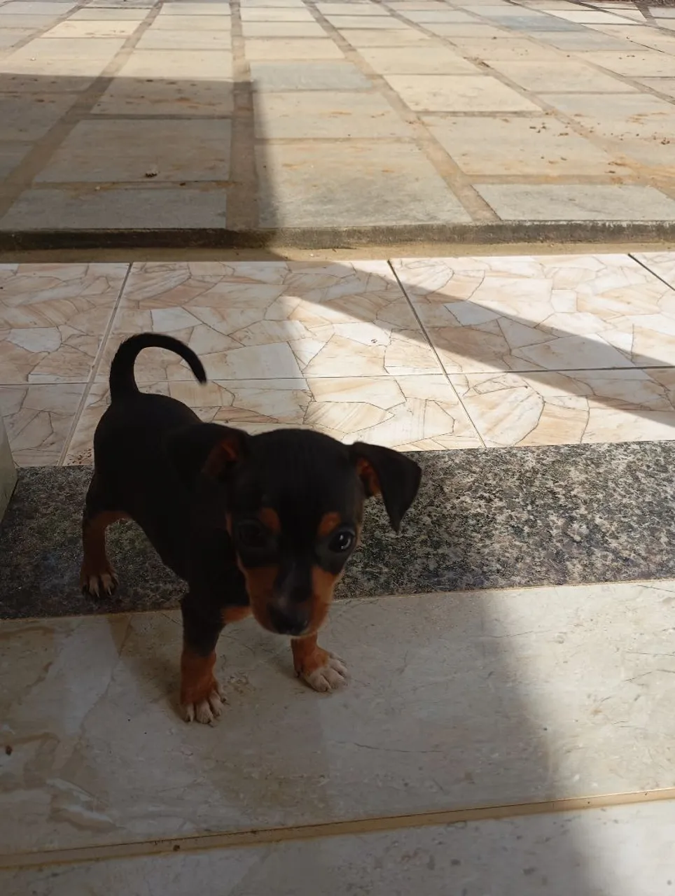 Filhote de Pinscher disponível