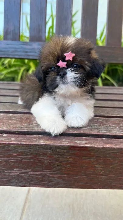 Shih-Tzu Pequeno Fêmea Tricolor Um Verdadeiro Charme
