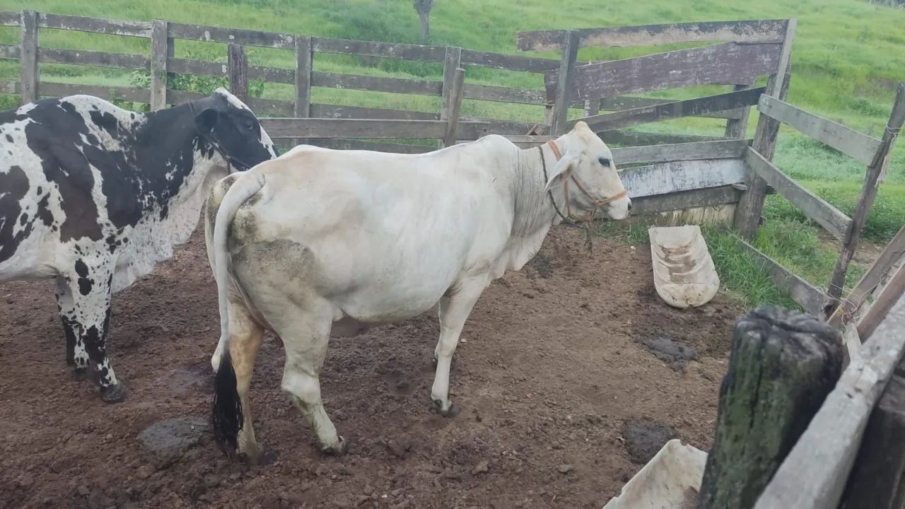 Vaca Leiteira  - Foto 2