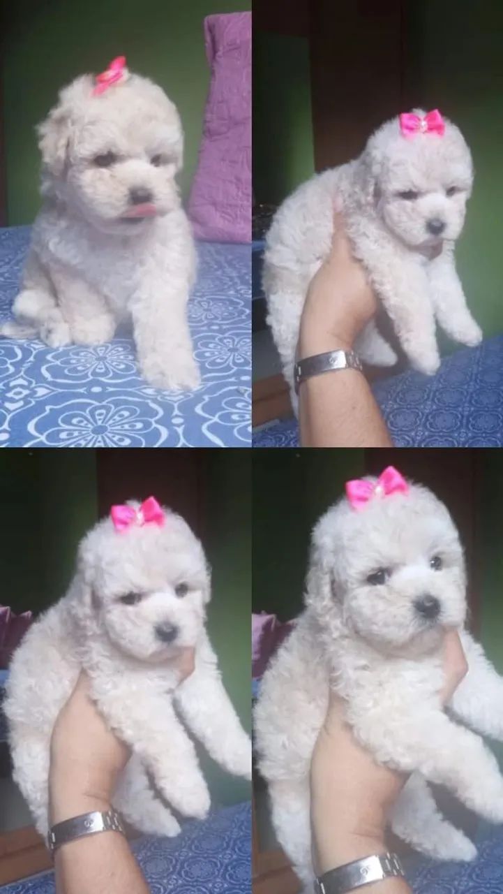 Filhotes de poodle branco fêmea 