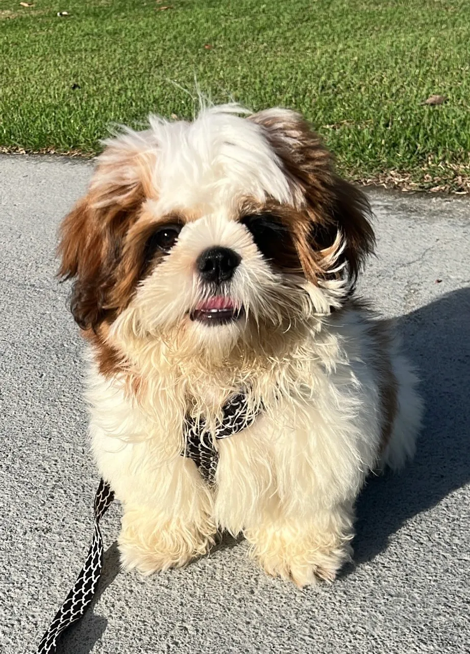 Filhote Shih Tzu Charmoso e Alegre