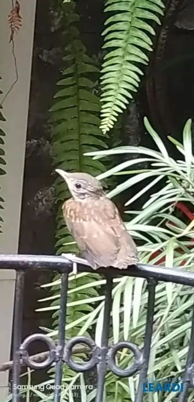 CASA EM CONDOMÍNIO - JARDIM COLIBRI - SP - Foto 4