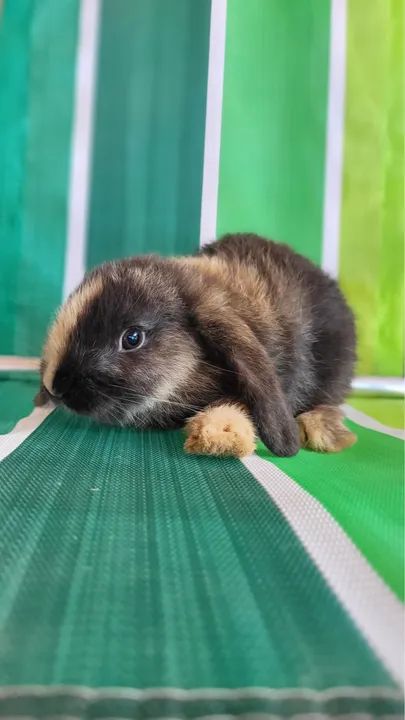 Coelhos Mini Lop  - Foto 4