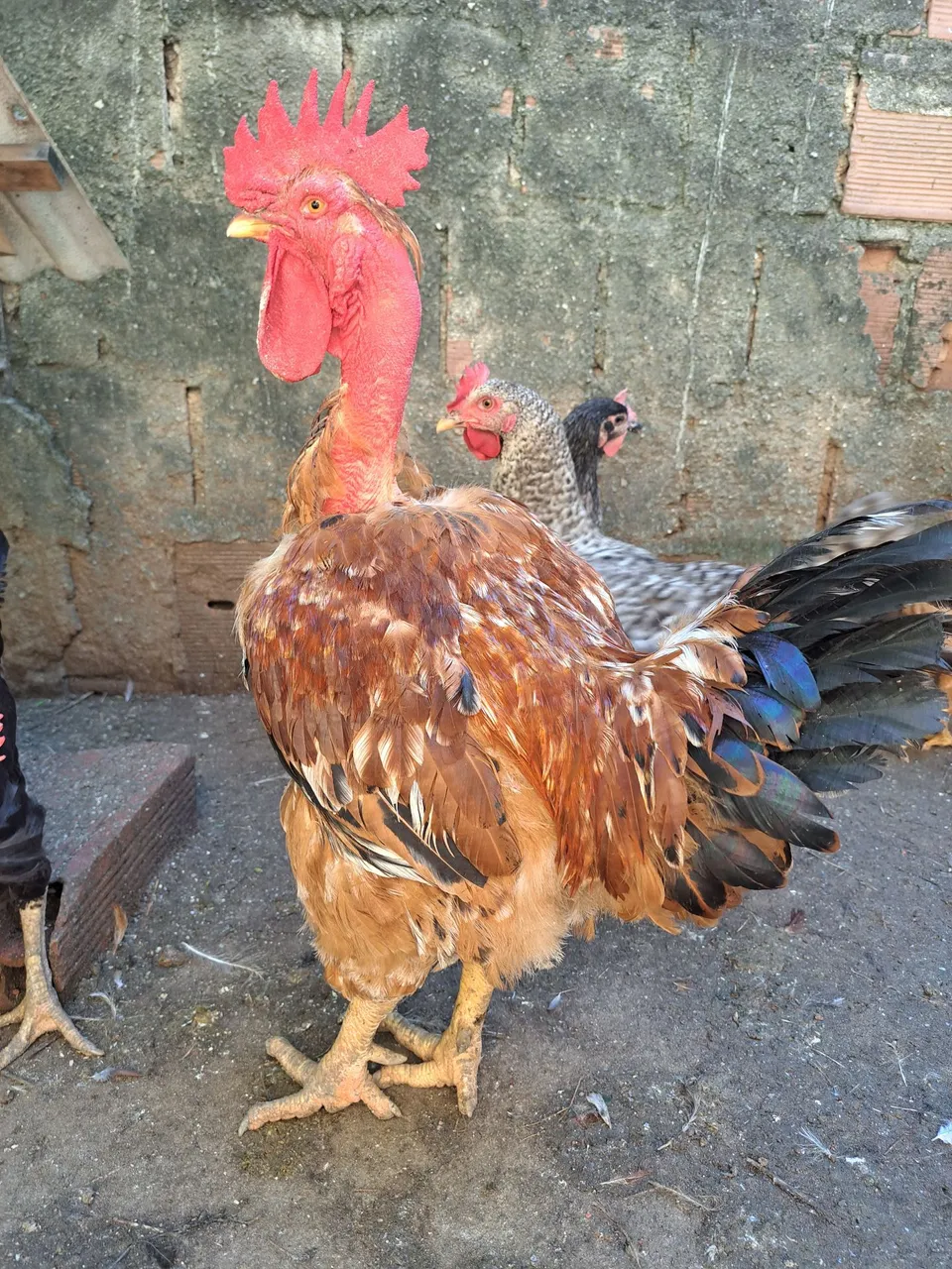 Galinha Polaco