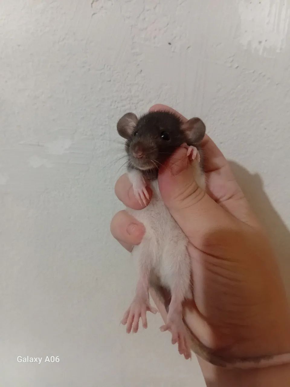 Ratinhos Twisters - Foto 3