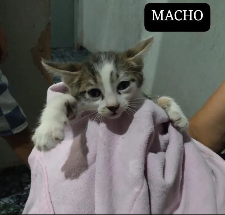 DOAÇÃO 3 FÊMEAS E 3 MACHOS - Foto 6