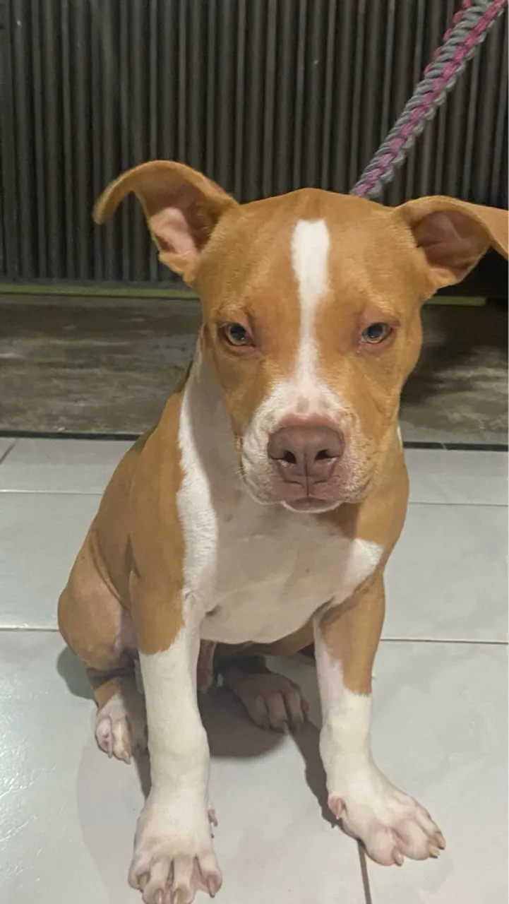 Filhote de BRAZILIAN BULL (pitmonster)