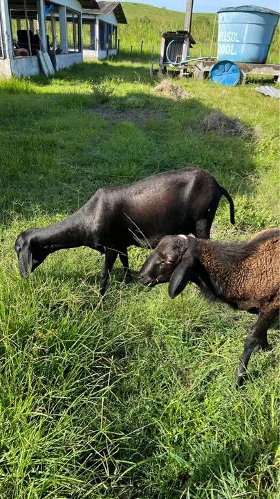 Casal de Caprinos - Foto 4