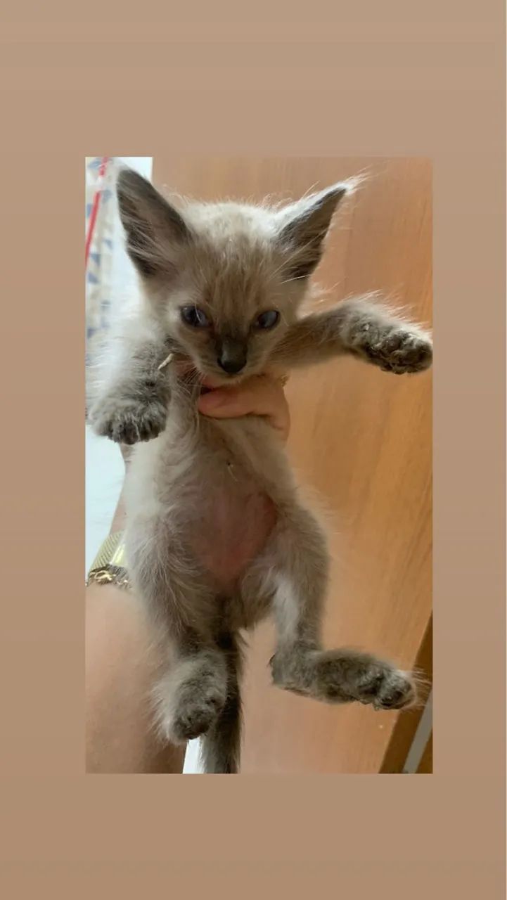 Gatinho Siamês disponível para adoção