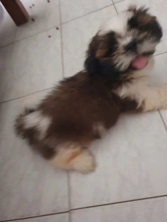 Filhote Shih Tzu com pedigree - Foto 3