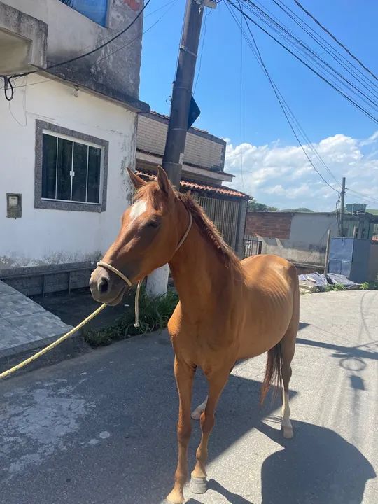 Égua marcha batida 4 anos e meio - Foto 5
