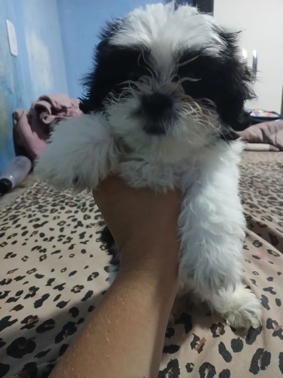 Shih Tzu fêmea  - Foto 2