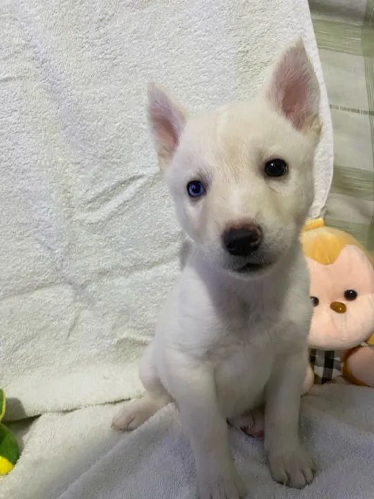 Filhote husky siberiano  - Foto 4