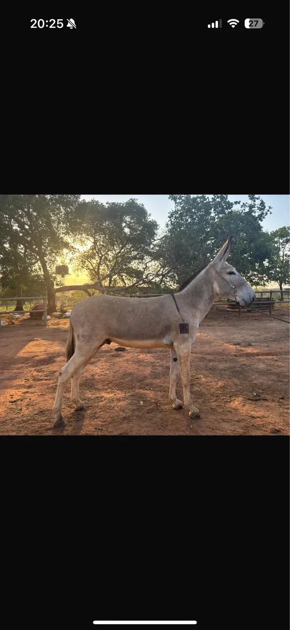 VENDO ÉGUA CRIOLA PARIDA E MULINHA FILHA DE JUMENTO PÊGA MARCHADOR REGISTRADO!! - Foto 5