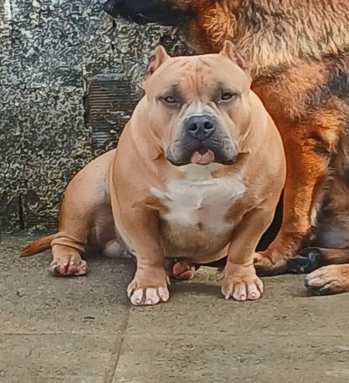 American Bully Pocket macho - Foto 3