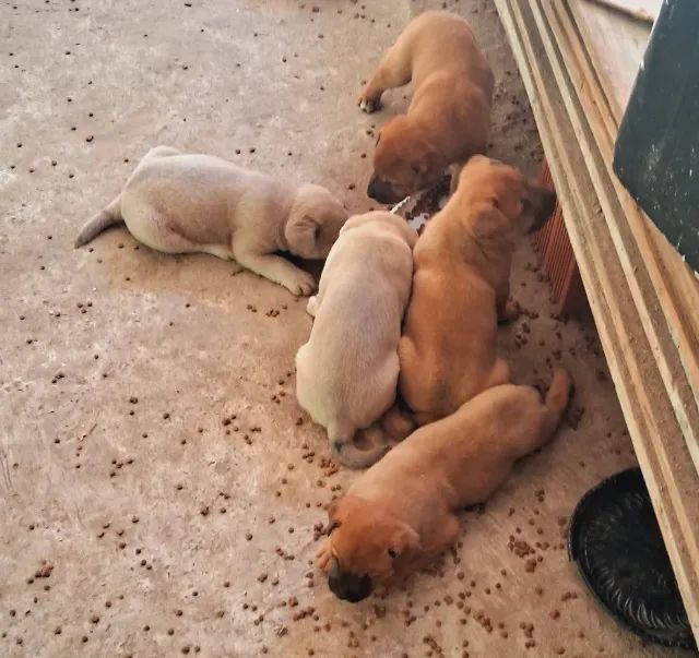 Cachorrinhos doação