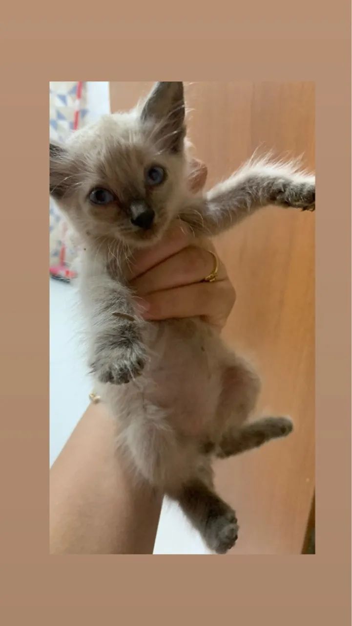 Gatinho Siamês disponível para adoção - Foto 2