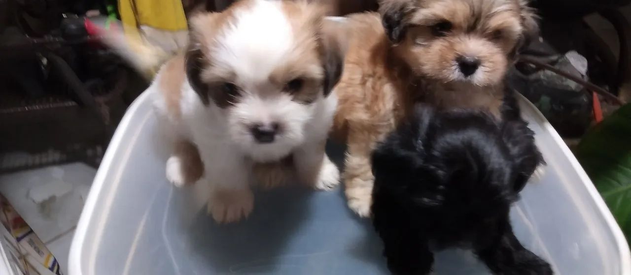 Filhotes de Shih Tzu Lindos e Saudáveis! - Foto 2