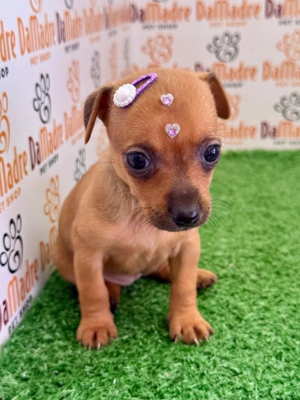 Filhote Lindo de Pinscher  - Foto 2