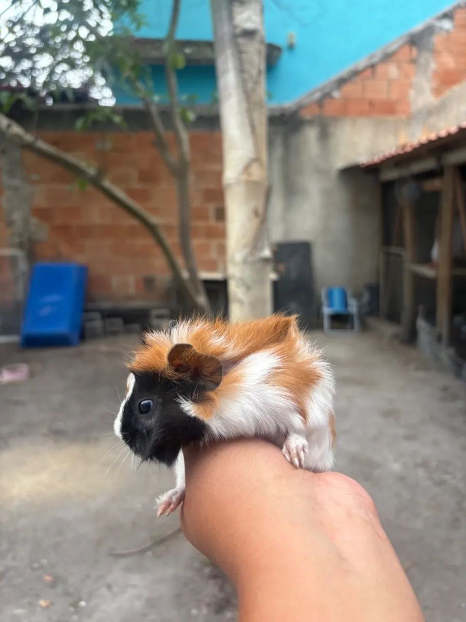 Porquinho da Índia - 25 Dias - Macho - Entrega Imediata - Foto 4