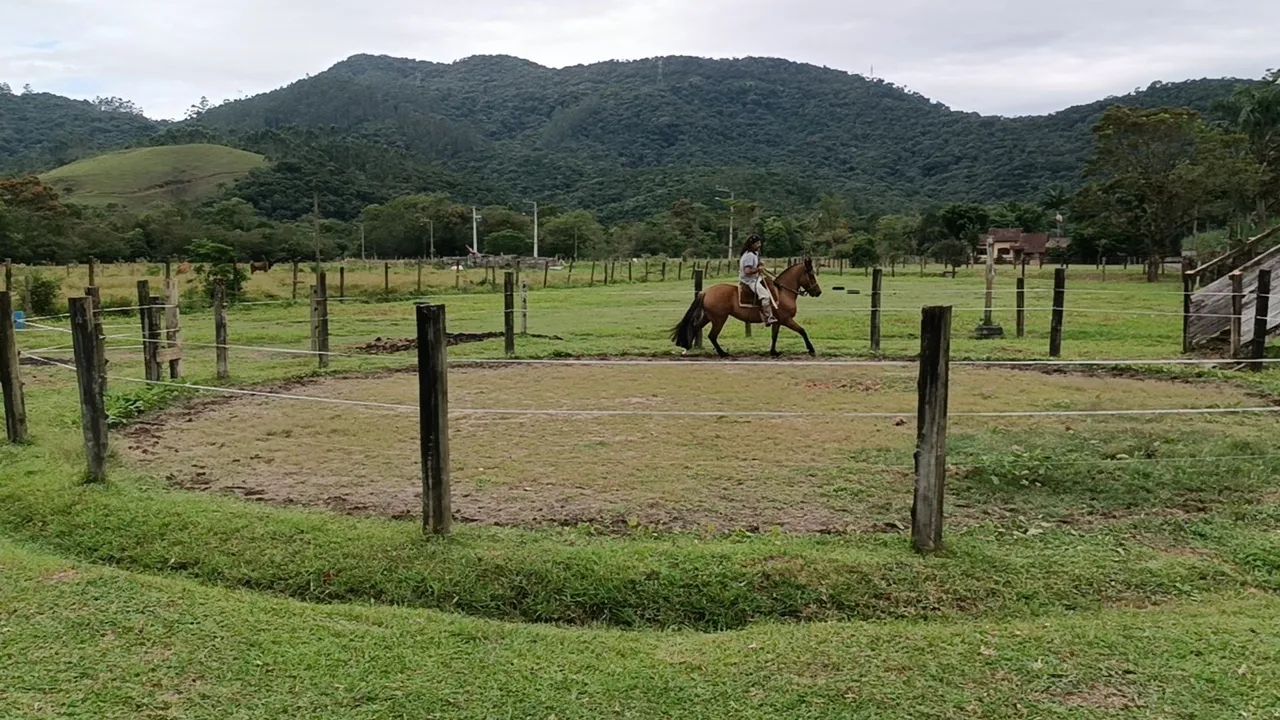 Égua Crioula - Foto 5