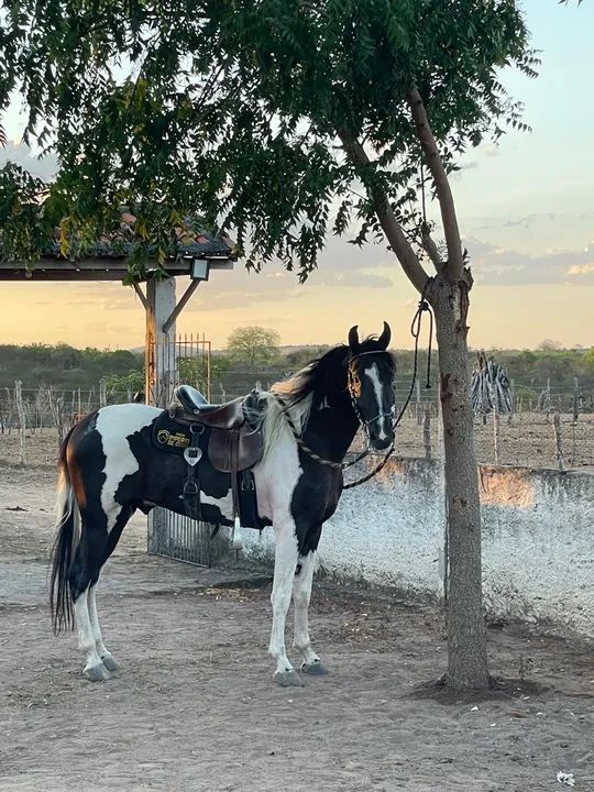 Vendo cavalo registrado no MM