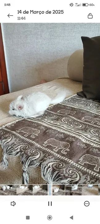 Filhotes de Chinchila  - Foto 2