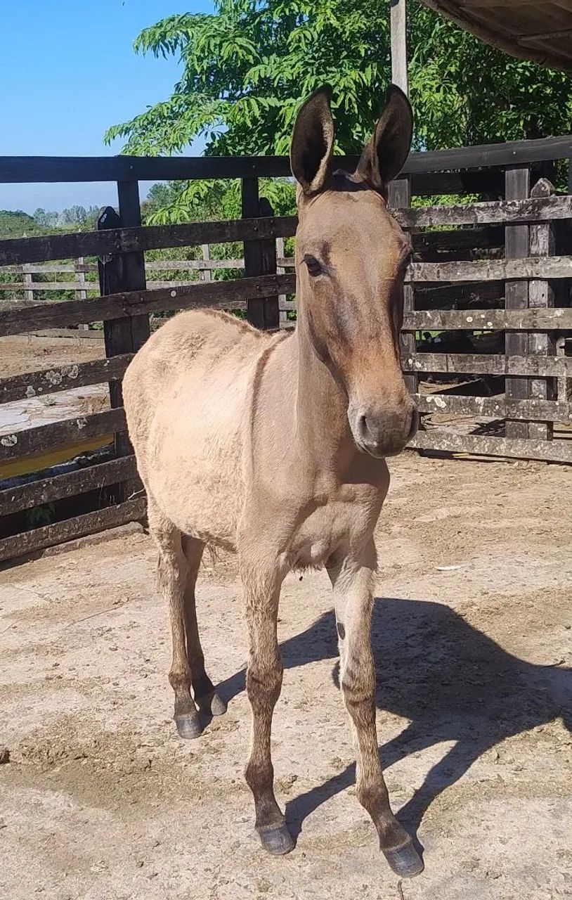 Burro - Foto 3