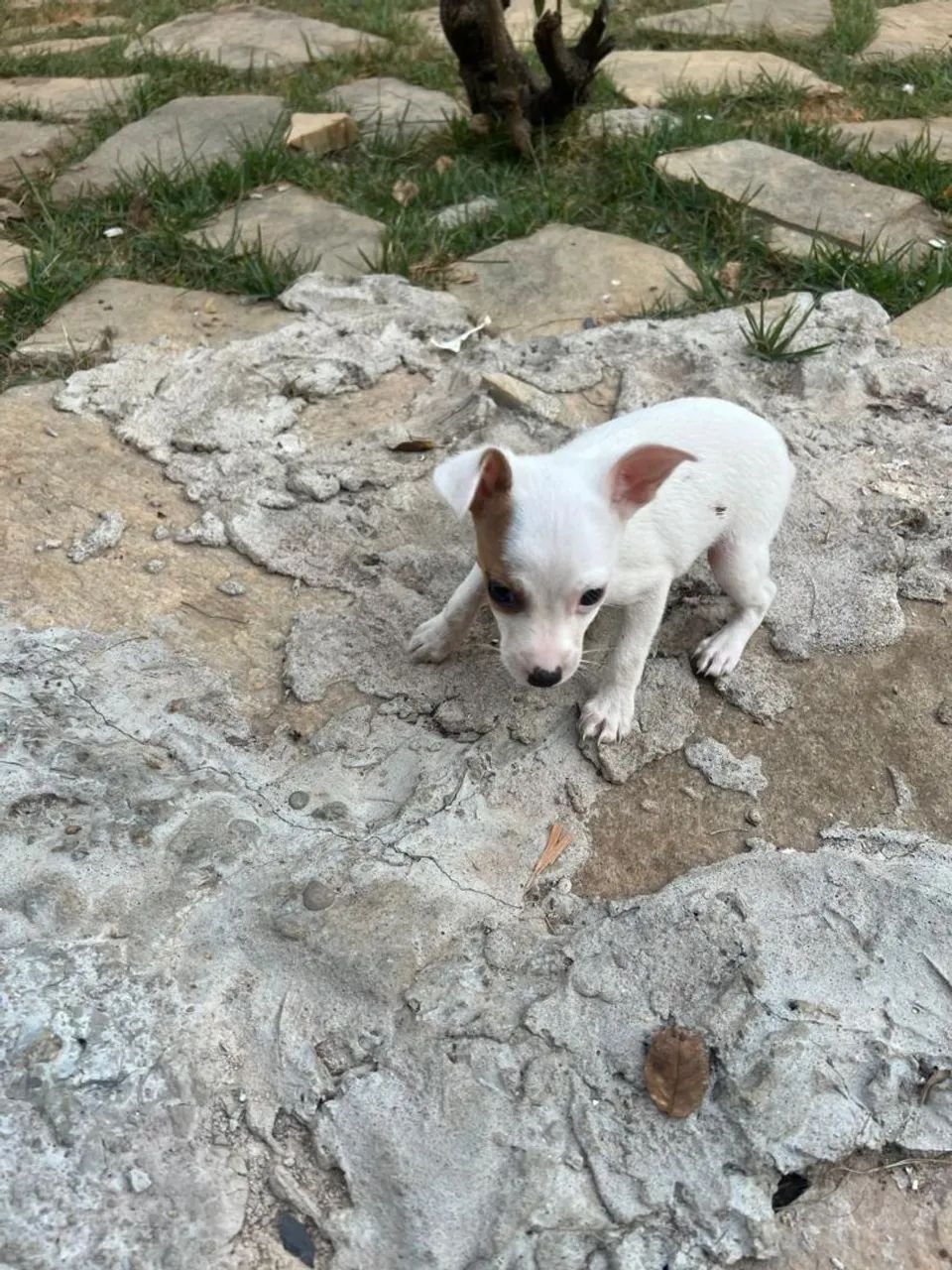 Pinscher macho  - Foto 2