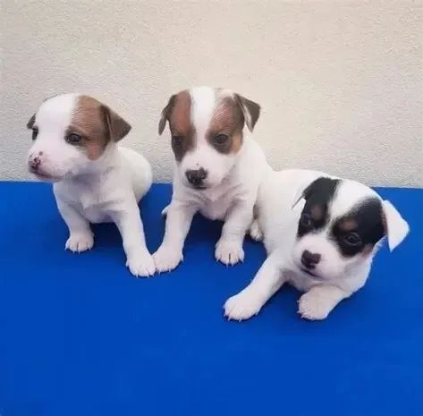 o cachorro do mascara , so 200 cada 