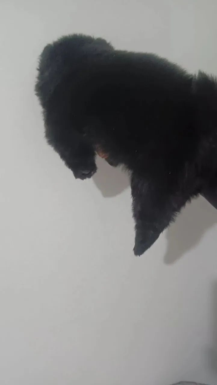 Chow Chow  - Foto 3