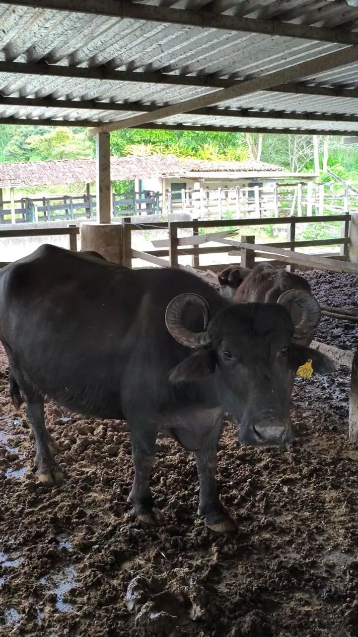 Vaca e novilhas a venda - Foto 4